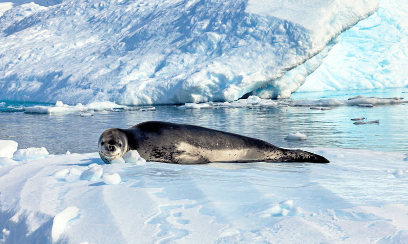 Look for lazing Leopard seals in Antarctica.