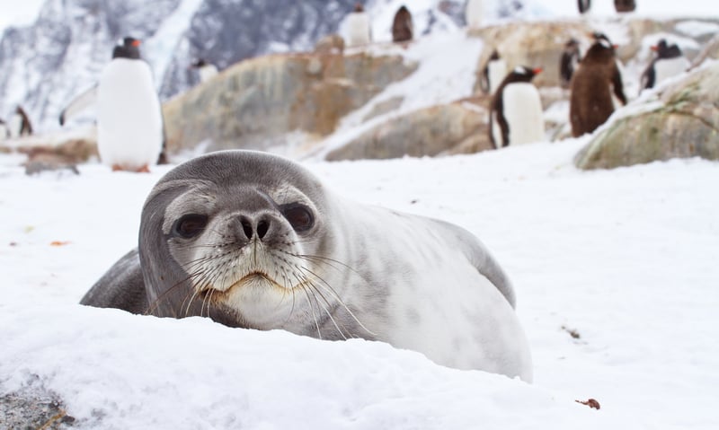 Seek out Antarctic Weddell seals near Mikkelsen Harbour, Antarctica.