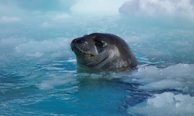 Seek an amazing variety of Antarctic wildlife.