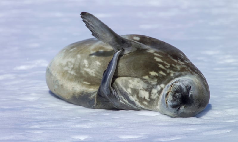 Be on the lookout for sea lions unwinding on the ice.