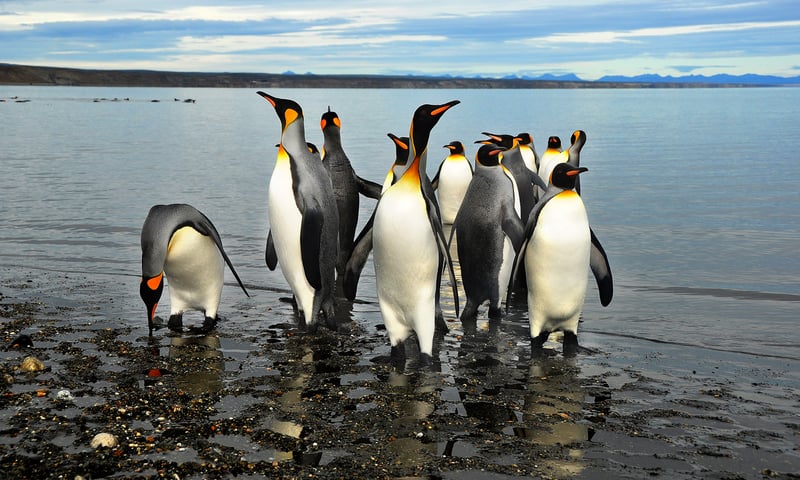 The majestic King penguins inhabit these remote lands.