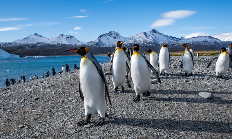 Search for King penguins while in Antarctica.