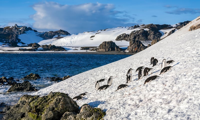 Admire the unique geography of the South Shetland Islands, Antarctica.
