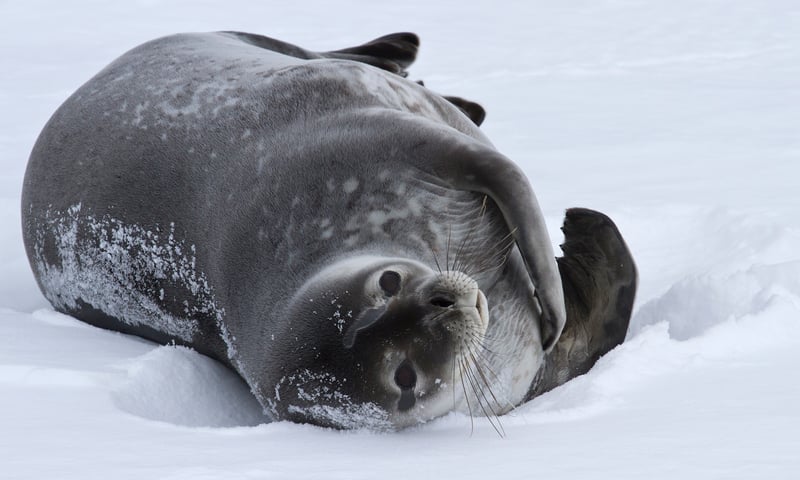 A Weddel seal waits for its next hunting trip.