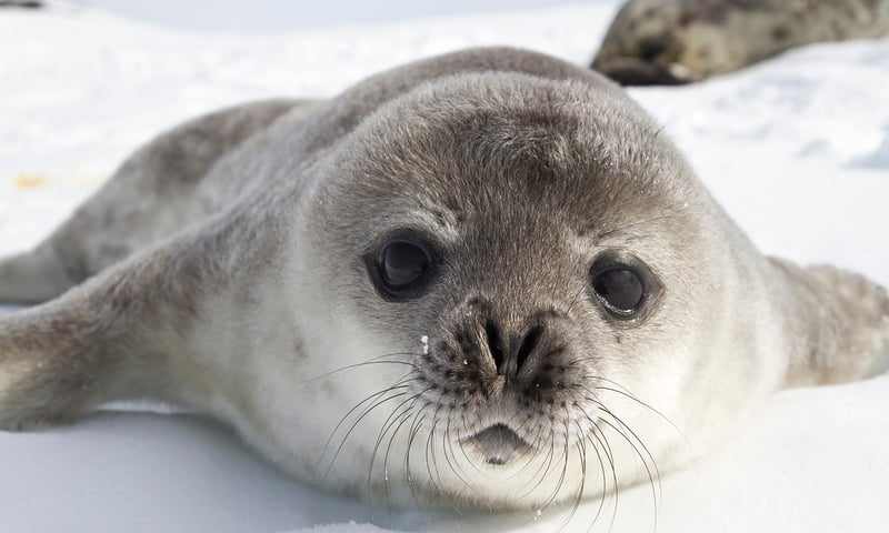 A Weddel seal pup in Antarctica.