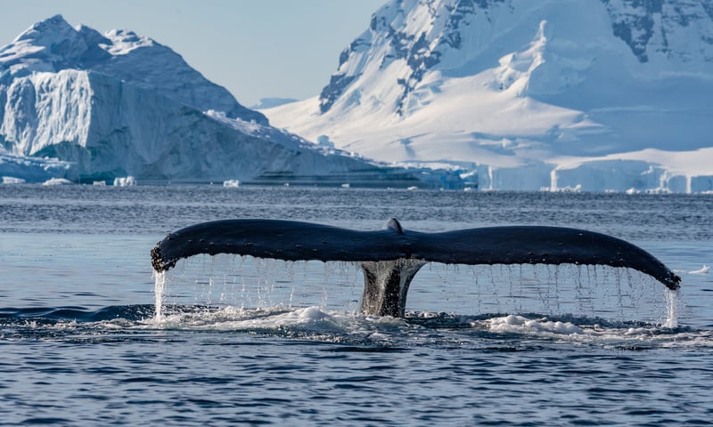 Keep your eyes on the horizon for stunning sights.