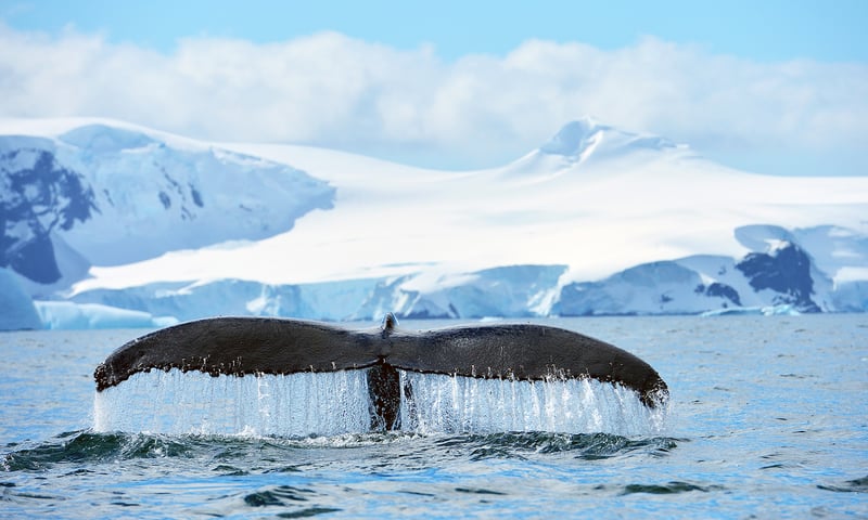 Chance upon majestic wildlife in Antarctica.