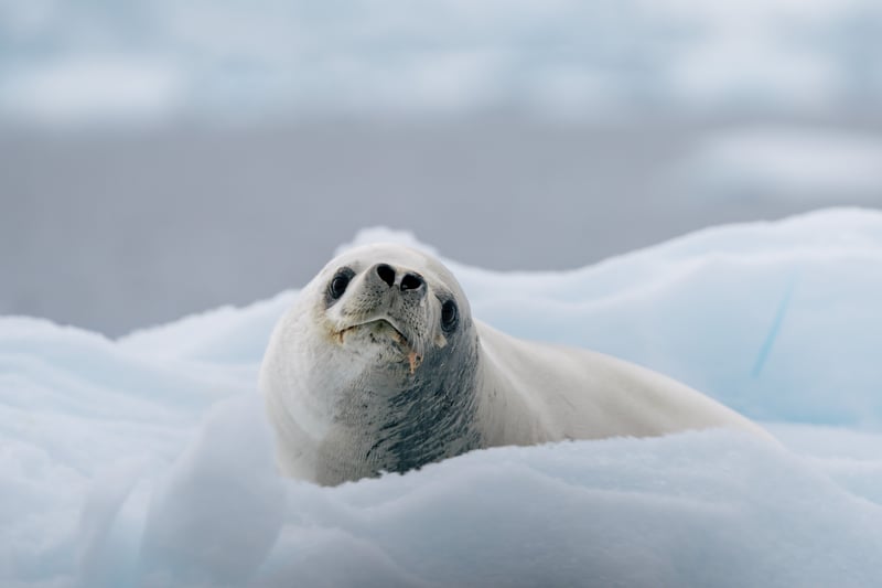 The Crabeater seal enjoys living around the Antarctic continent.