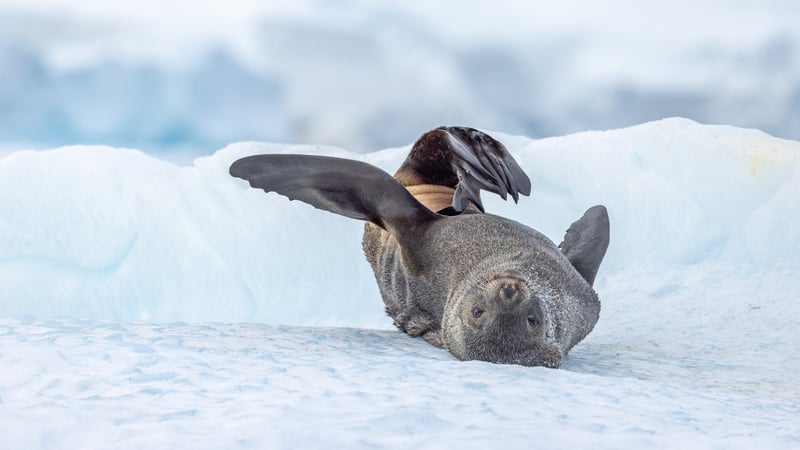 Antarctic fur seals spend most of their lives out at sea.