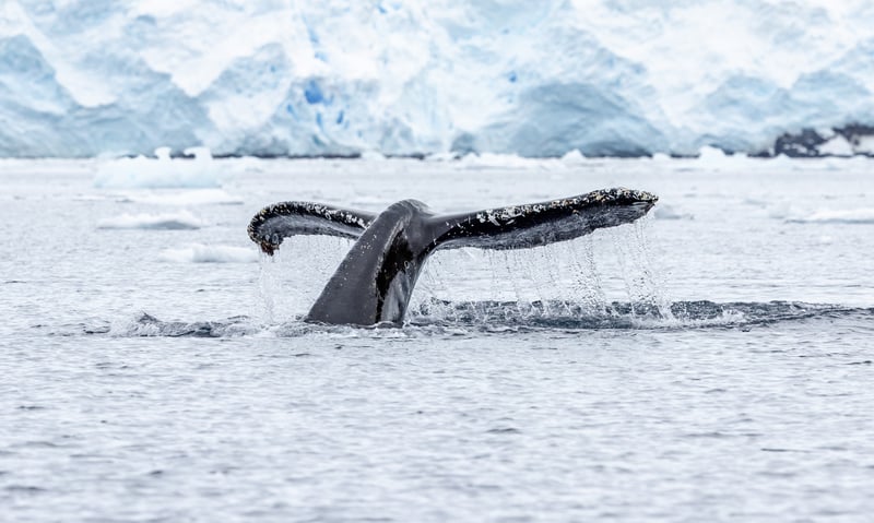 Seek Humpback whales from the comfort of your HX vessel.