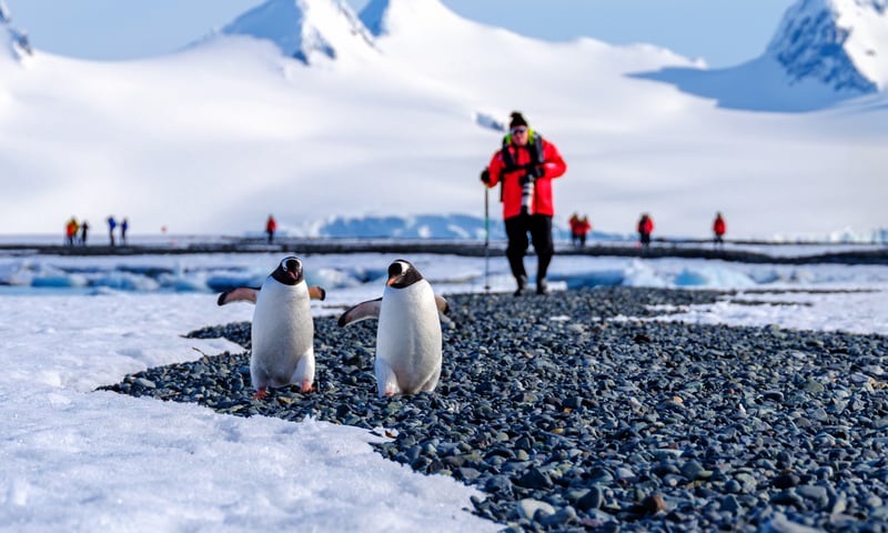Get to know the locals while in Antarctica.