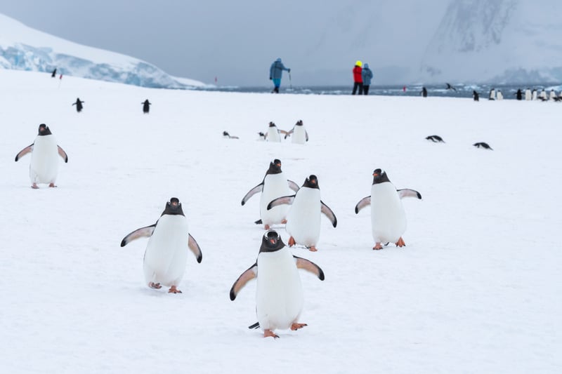 Gentoo penguin colonies inhabit parts of Antarctica.
