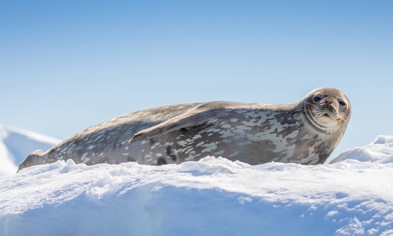 A Weddell seal in Antarctica.