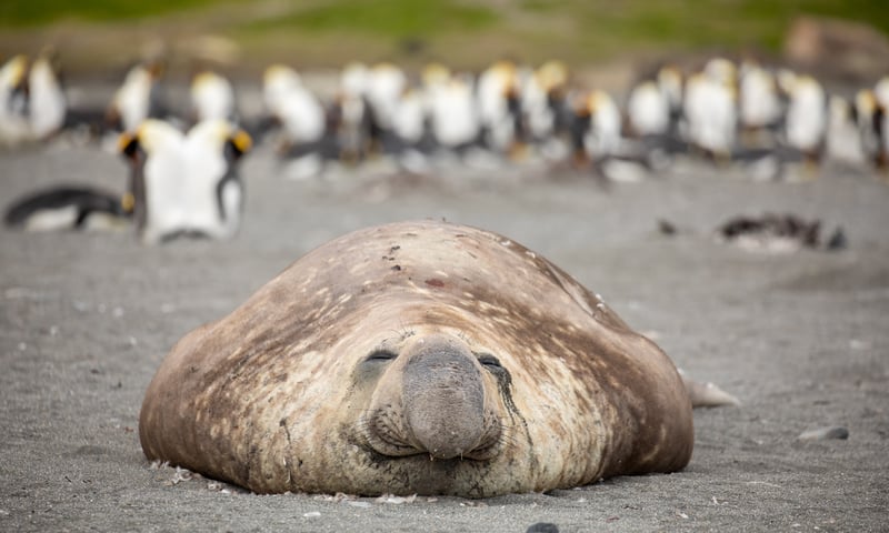 Southern elephant seals are the largest seal species.