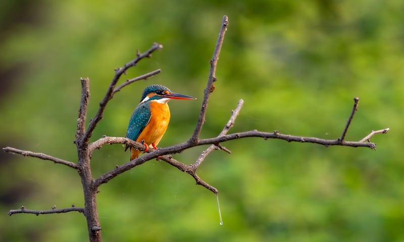 Enjoy a birdwatching tour by rickshaw in Bharatpur.