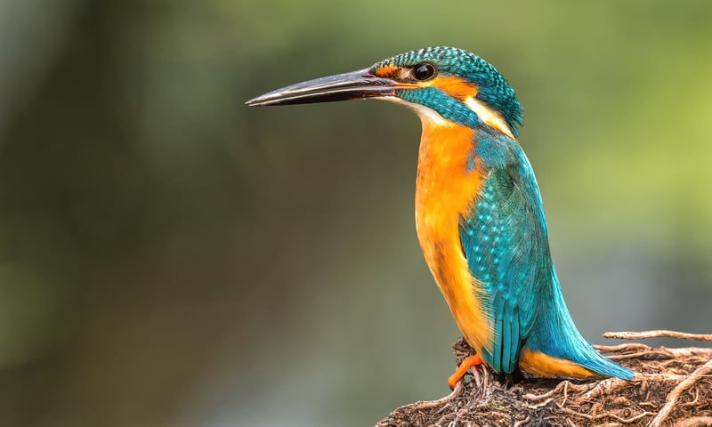 Go bird watching by rickshaw in Bharatpur, home to 370 bird species.