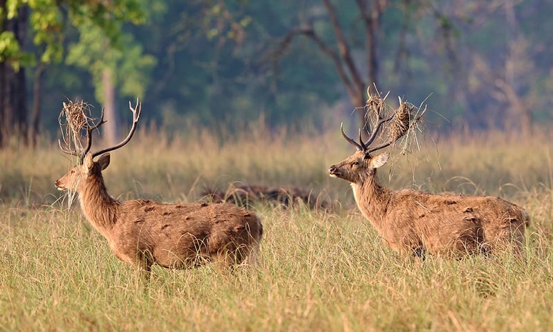 The native Barasingha Deer, or swamp deer, is named for its impressive antlers.