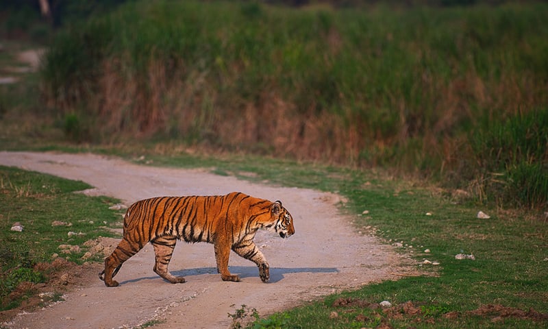 Although very rare, you may be lucky enough to see a Bengal Tiger in Kaziranga National Park.