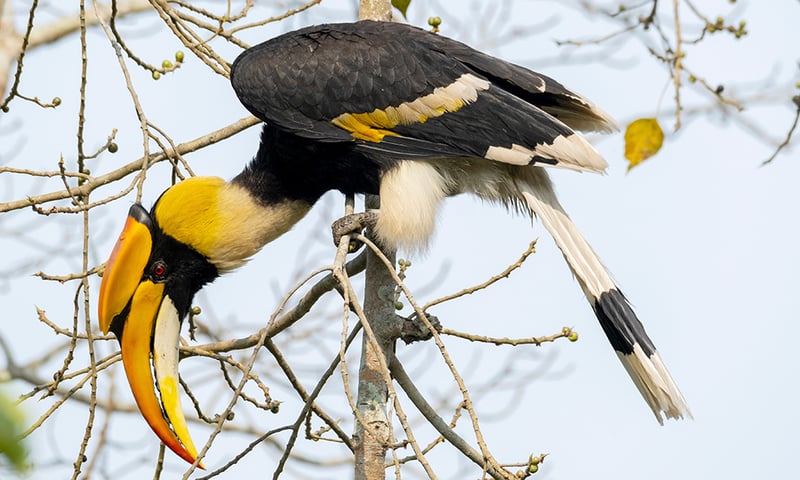 Search the skies and surrounding trees for the Great Indian Hornbill, Kaziranga National Park.