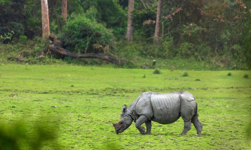 Go in search of India's one-horned rhinoceros, elephant, deer and vibrantly coloured birdlife.