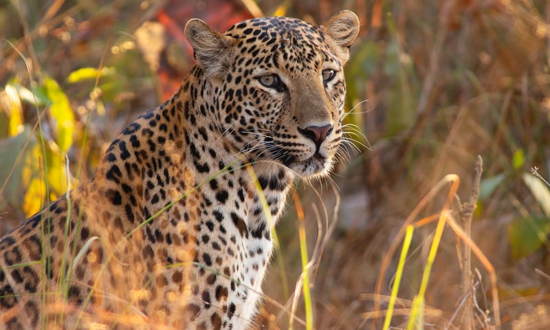 Keep your camera ready to snap a leopard in Panna Tiger Reserve, optional activity, charges apply.