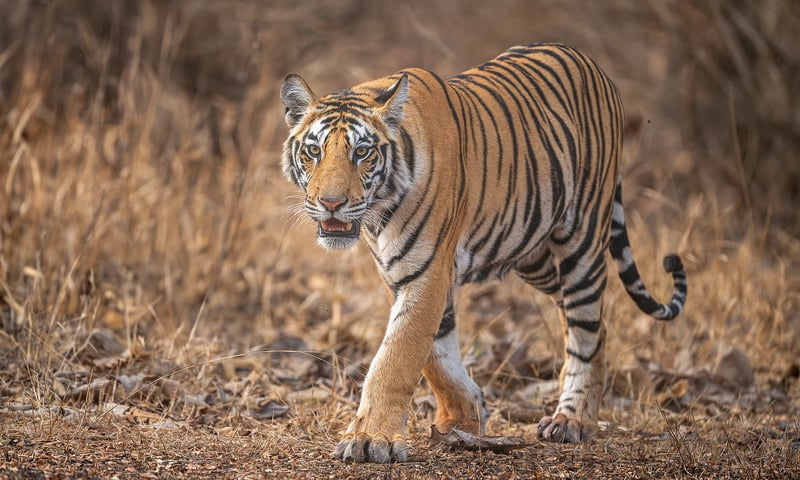 Look out for the majestic tiger on an optional safari tour to Panna Tiger Reserve, charges apply.