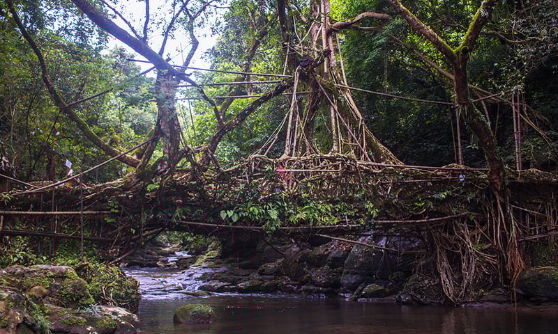 Admire the centuries-old skills that have created a living root bridge in Riwai.