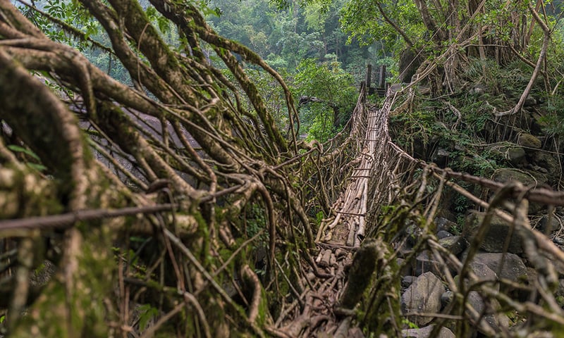 Roots of rubber trees are guided and intertwined to form sturdy bridges across streams and ravines.