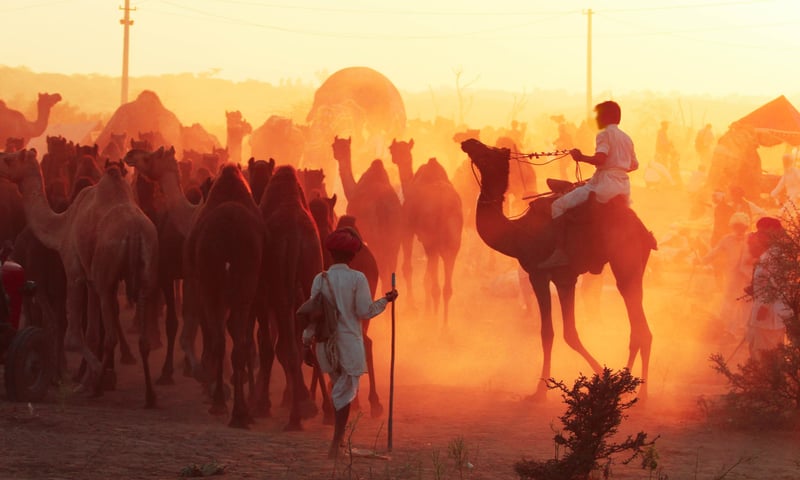 Join camel traders and pilgrims at the Pushkar Camel Fair in India.
