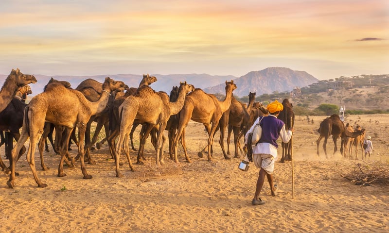 Camels led through a desert landscape by camel traders near Pushkar, Rajasthan, India.