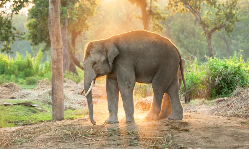 See elephants at the Elephant Breeding Centre in Chitwan, Nepal.