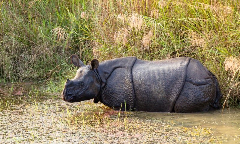 Seek out one-horned rhinoceros in Chitwan National Park, Nepal.