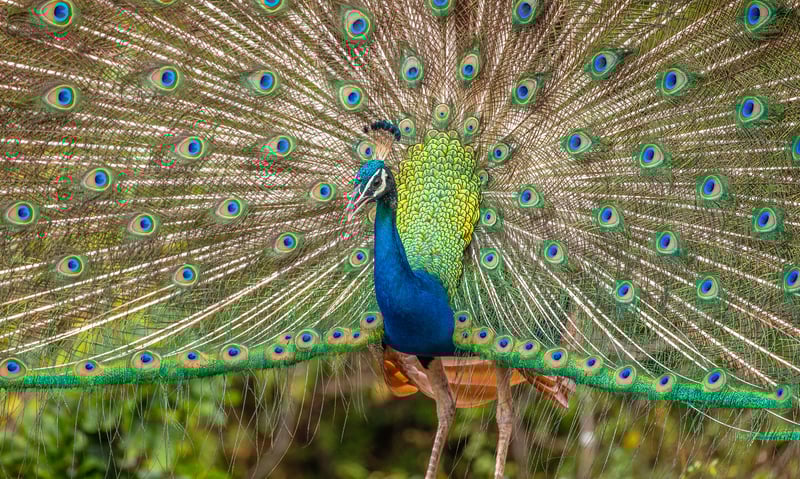 Keep an eye out for colourful peacocks in Chitwan National Park, Nepal.