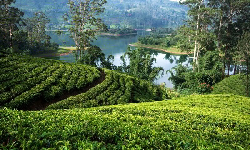 Enjoy a tea break like no other in a Sri Lankan tea plantation.
