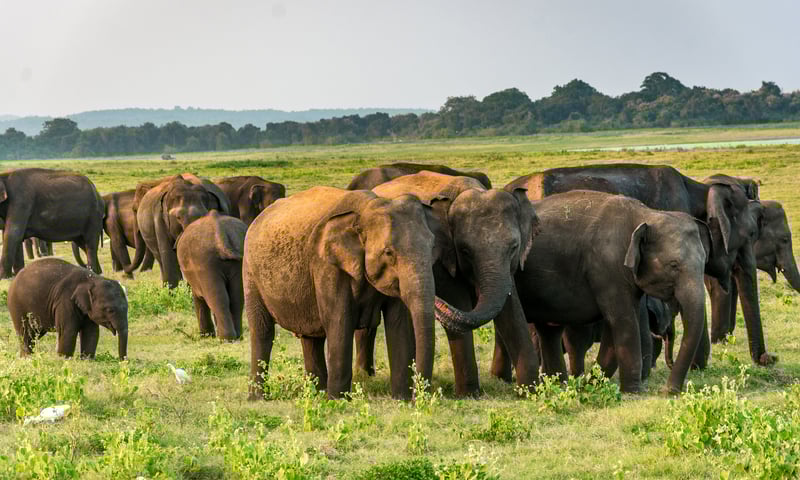 Search for elephants at Minneriya National Park (optional activity).