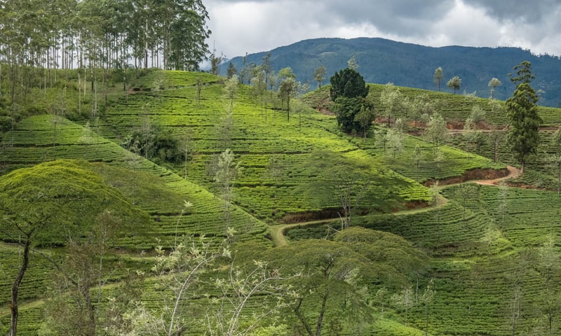 Hike lush pathways and through leafy forests along Sri Lanka's famed Pekoe Trail.