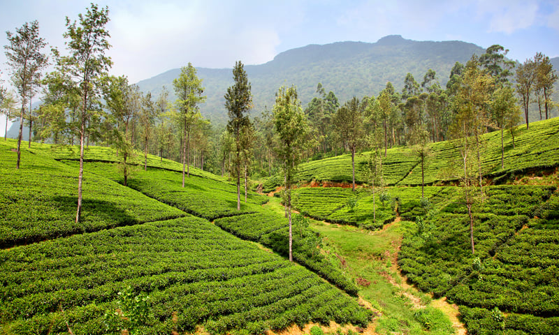 The landscapes transform into endless carpets of emerald tea plantations across Ella.
