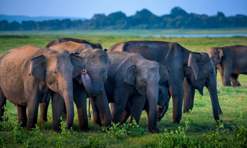 Take a half-day safari in Minneriya National Park (optional activity).