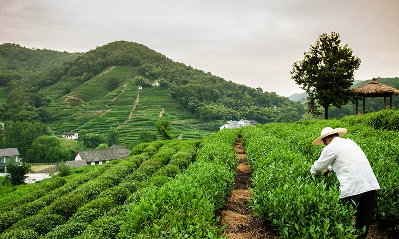 Admire the landscapes at Meijiawu Tea Village in Hangzhou, China.