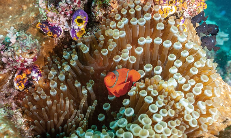 The Auri islands are a gateway to the coral gardens and marine park of Cenderawasih Bay.