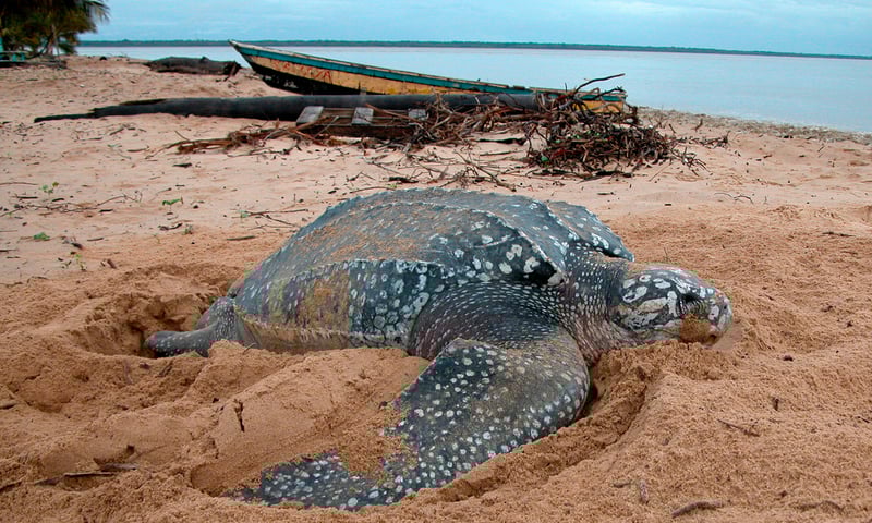 Look for leatherback turtles on the shores of Pulau Ayu, Indonesia.