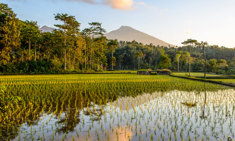 Immerse yourself among Lombok's stunning natural beauty and lush rice terraces.