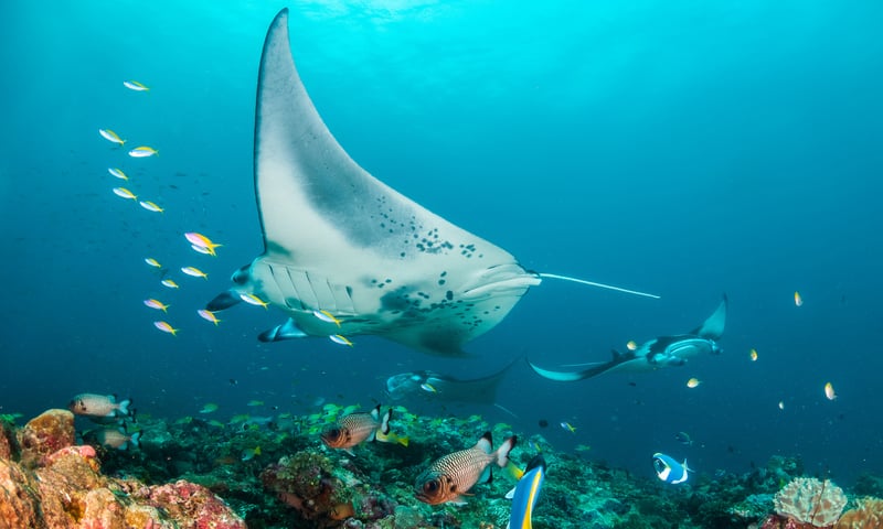 Search the warm seas for marine life like dugong, reef sharks, schools of reef fish and more.