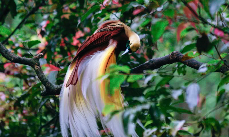 Search for rare sightings of Wilson's Bird of Paradise throughout Raja Ampat, Indonesia.