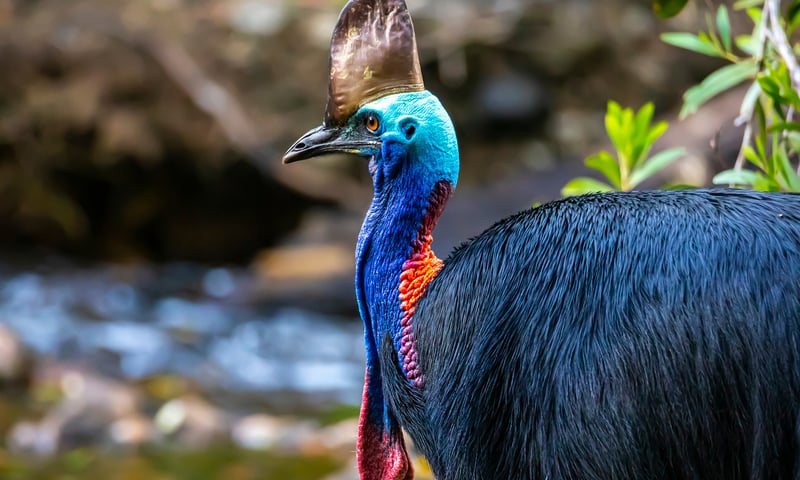 Auri Islands, in Cenderawasih Bay, is a haven for brightly plumed birds like the cassowary.