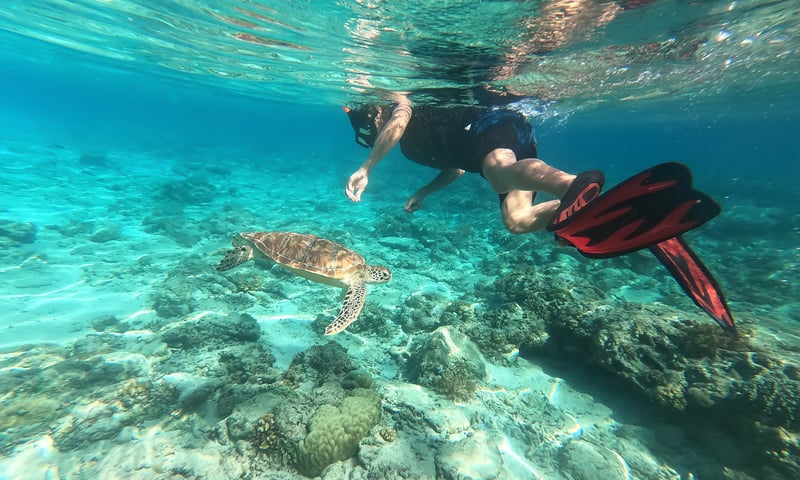 Search for marine life in the warm waters of Lombok, Indonesia.