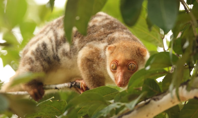 Look for the spotted cuscus among the orchid-draped forests of Waigeo Island, Indonesia.