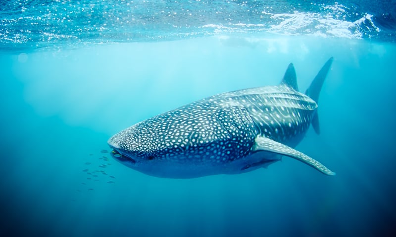 Cenderawasih Bay is renowned for whale shark encounters.