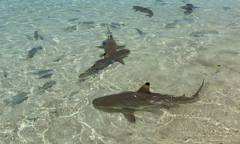 Indonesia's Wayag Island is home to darting tropical fish and black-tipped reef sharks.