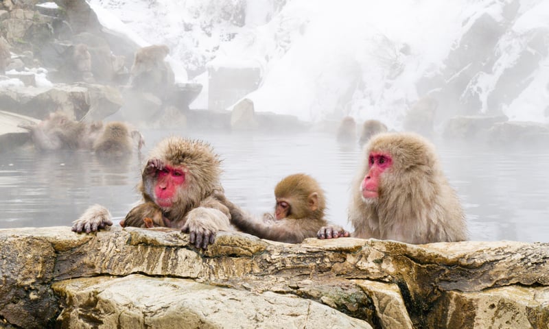 Seek out the snow monkeys in the hot springs at Jigokudani, Japan.